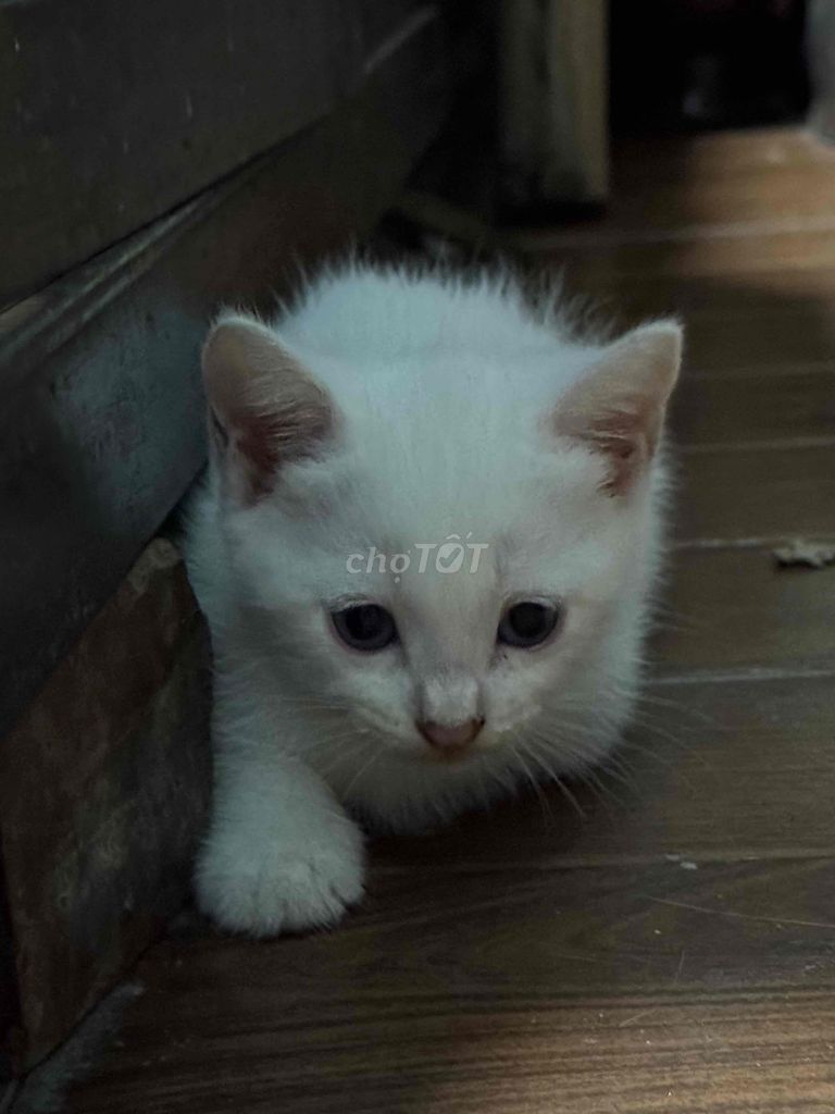 🐾 CẦN TÌM NHÀ MỚI CHO MÈO CON 🐾
