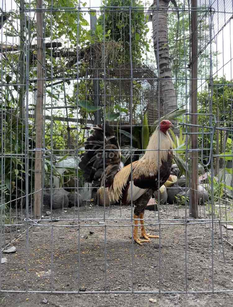 Gà Chuối vàng 1kg5 tay tốt. Mua bán Gà tại Quận 12 Tp Hồ Chí Minh được đăng bởi Game Fram hình 1