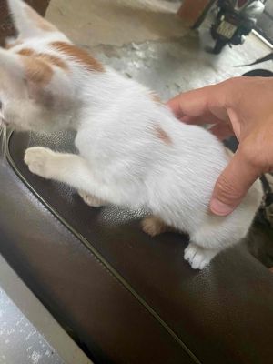 Mèo con màu trắng vàng, giống mèo nhà. Mua bán Mèo tại Quận Sơn Trà Đà Nẵng được đăng bởi Dao Dinh