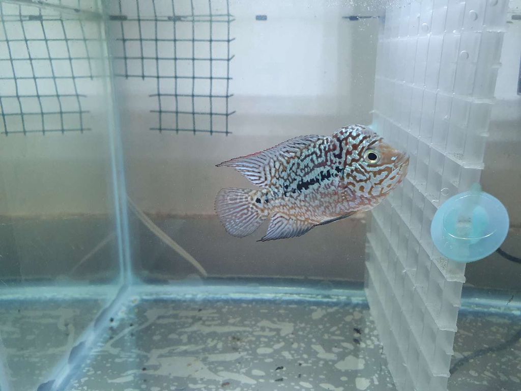 Kamalau gen gb size 2 ngón. Mua bán Thú cưng khác tại Quận 6 Tp Hồ Chí Minh được đăng bởi Vinh Hoàng hình 2