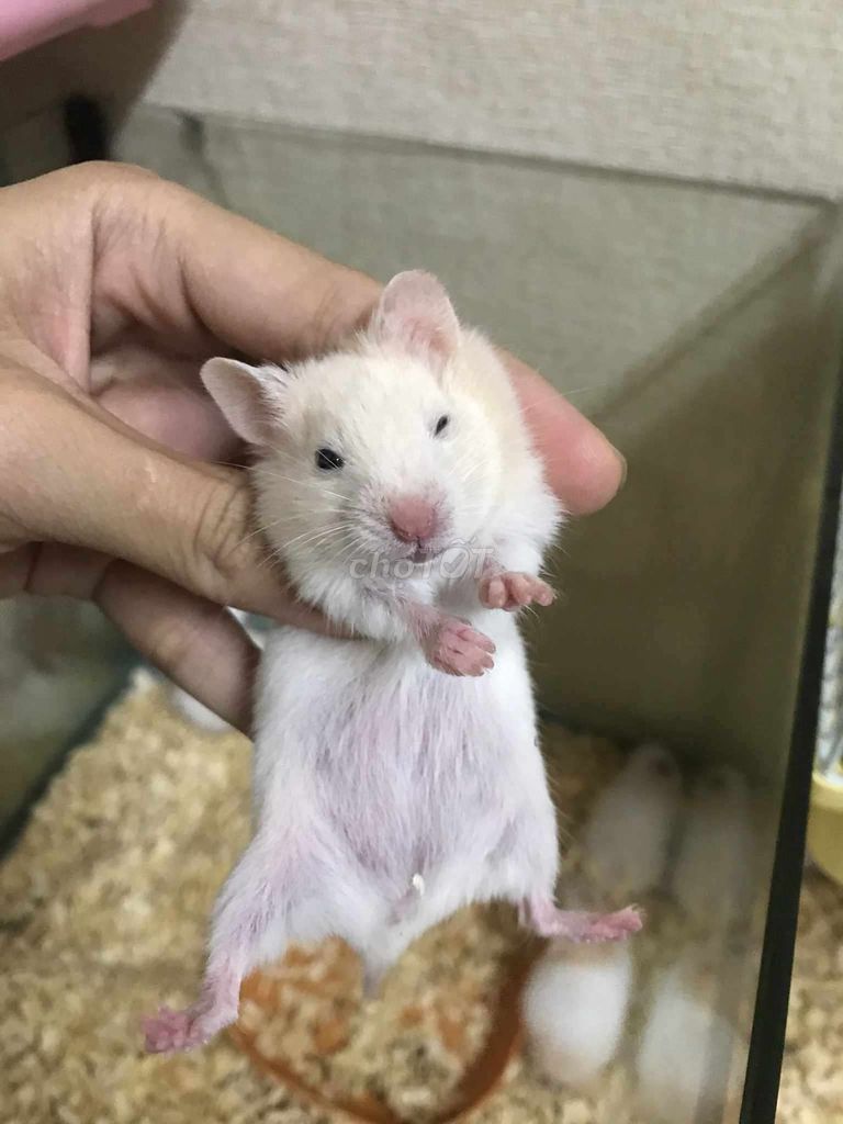 Bear thường Baby lông sát. Mua bán Thú cưng khác tại Quận Bình Tân Tp Hồ Chí Minh được đăng bởi Ở trọ bày đặt bán chụtt hình 1