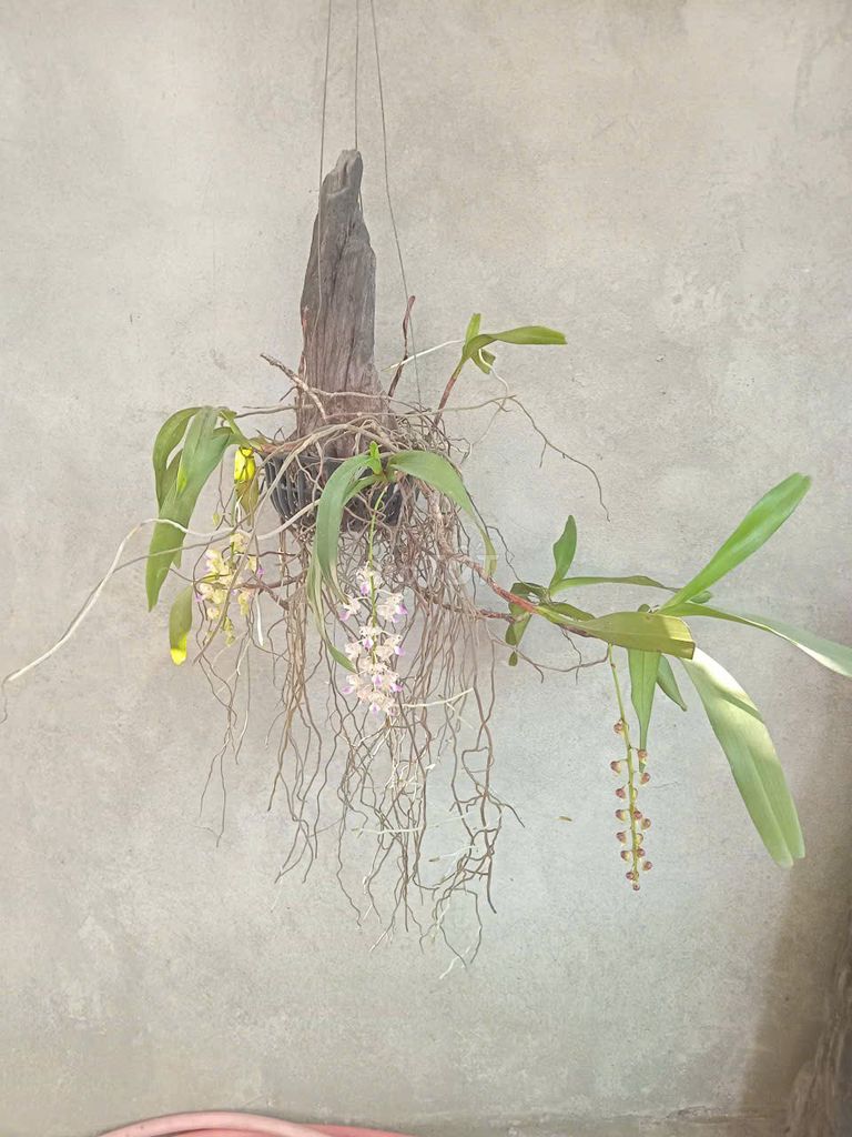 Phong lan Tam bảo sắc 3 vòi hoa. Mua bán Cây cảnh, đồ trang trí tại Thành phố Huế Thừa Thiên Huế được đăng bởi huemuaban hình 1