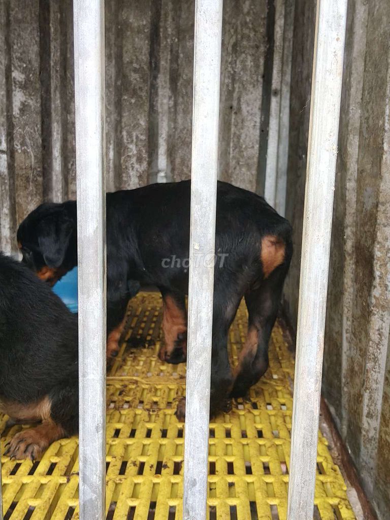Rottweiler secbia thuần chủng. Mua bán Chó tại Thị xã Bến Cát Bình Dương được đăng bởi Malinois bình dương  hình 6