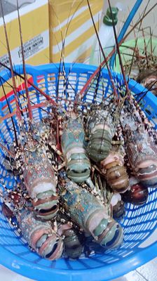 Tôm hùm tươi vũng tàu. Mua bán Đồ ăn, thực phẩm và các loại khác tại Quận Phú Nhuận Tp Hồ Chí Minh được đăng bởi Hải sản giá sỉ và lẻ