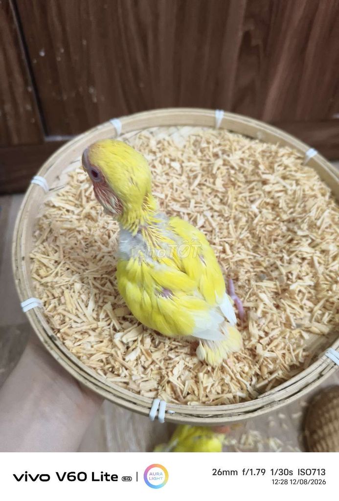 Vẹt con Vàng Khỏe mạnh. Mua bán Chim tại Quận Hai Bà Trưng Hà Nội được đăng bởi Shop chim cảnh hình 1