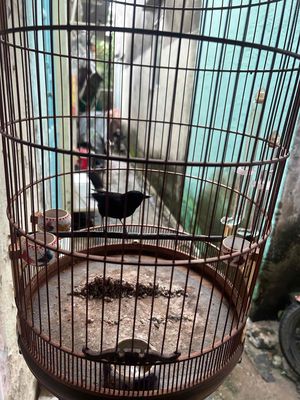 CHOÈ ĐẤT 3 MÙA,ĐÁ TAY,HÓT SUỐT NGÀY!. Mua bán Chim tại Quận 11 Tp Hồ Chí Minh được đăng bởi Hiếu