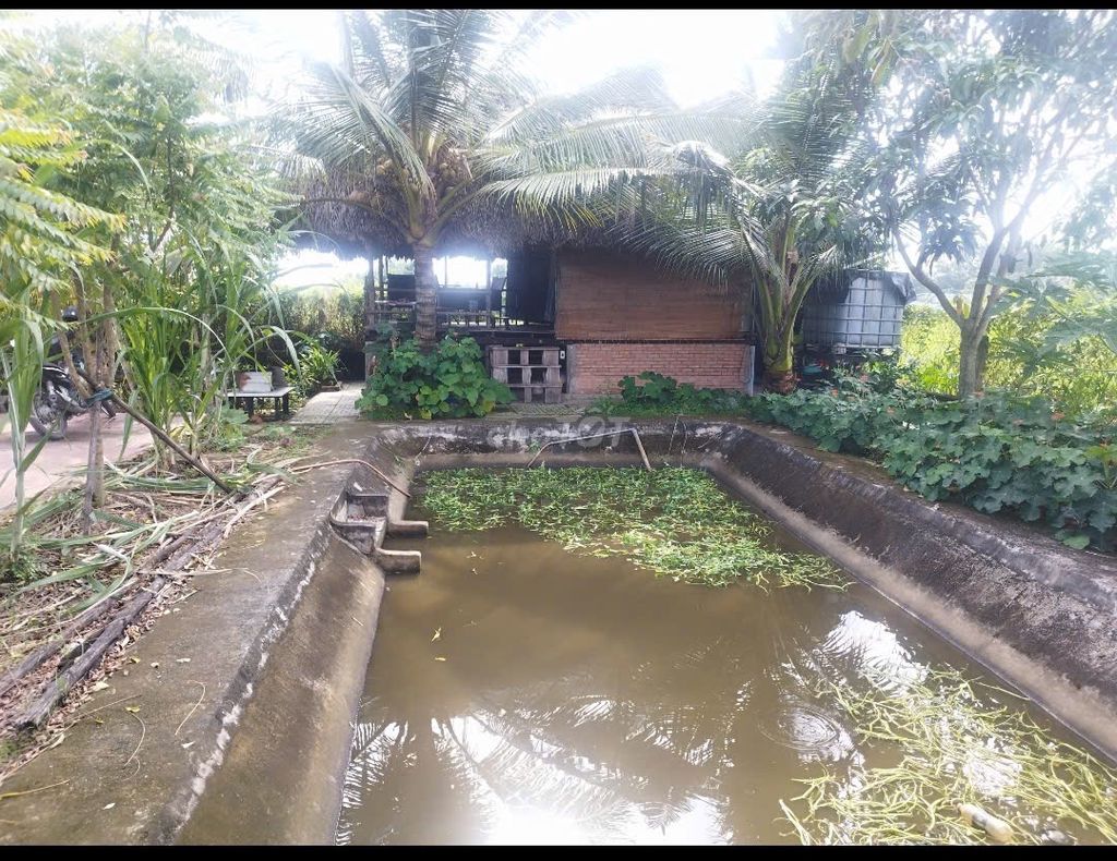 1200m2 nhà vườn kênh cây Xanh xã Bình Mỹ chỉ 3.6 tỷ Đường Bình Mỹ, Xã Bình Mỹ, Huyện Củ Chi, Tp Hồ Chí Minh Huyện Củ Chi Tp Hồ Chí Minh