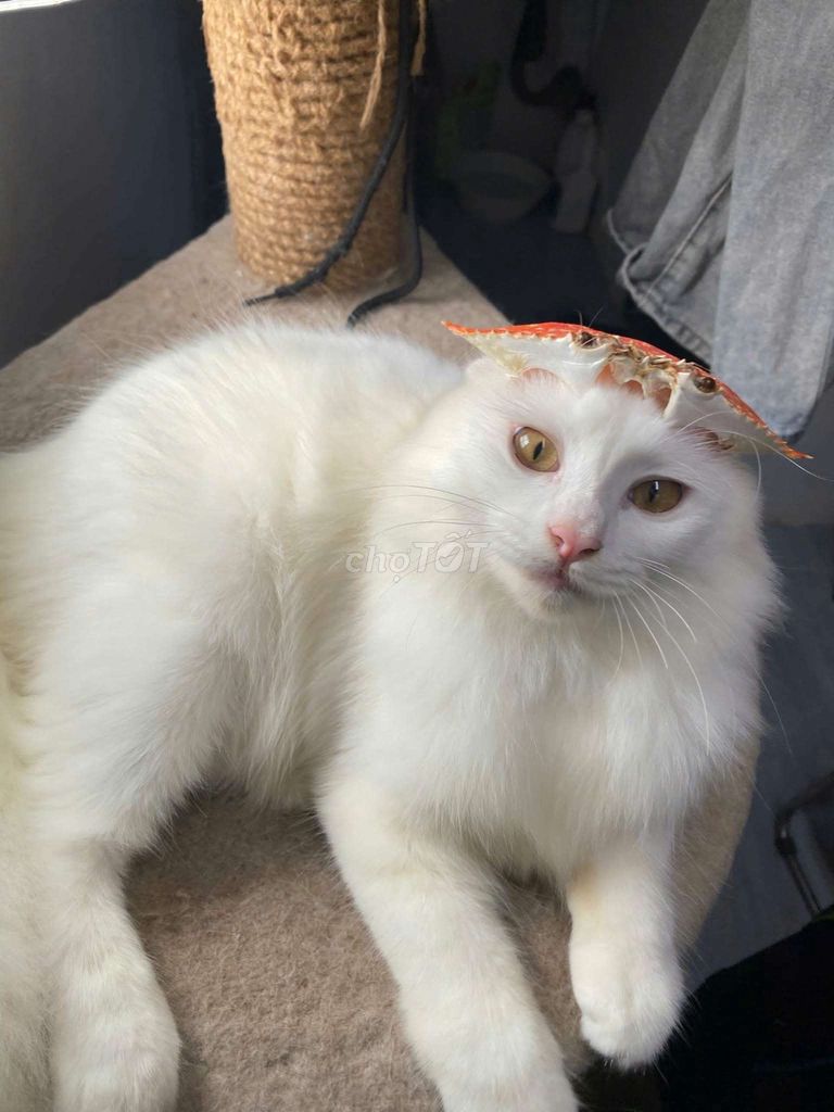 Tìm nhà cho Mèo ALD và Ta. Mua bán Mèo tại Quận Bình Tân Tp Hồ Chí Minh được đăng bởi Chia  hình 1