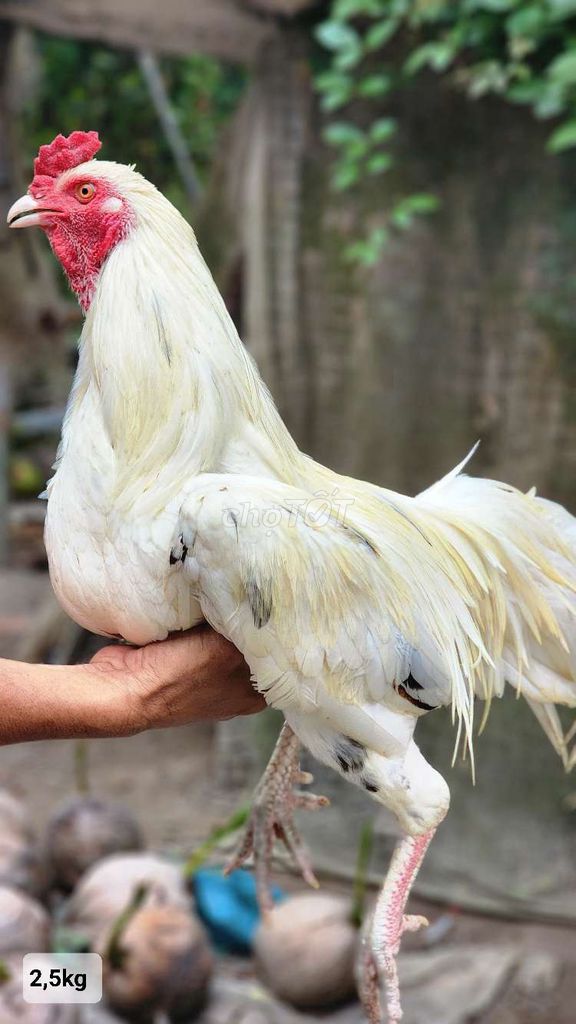 Gà bướm 2.5kg. Mua bán Gà tại Huyện Thoại Sơn An Giang được đăng bởi Nguyễn Phước Thịnh hình 1