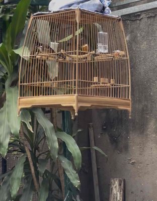 Chào mào trống mộc 6 tháng. Mua bán Chim tại Thị xã Từ Sơn Bắc Ninh được đăng bởi Huy Huy