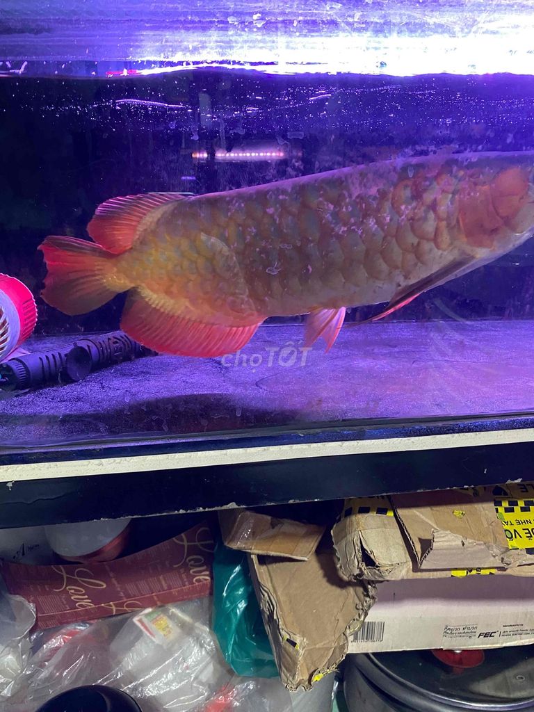 cá huyết long. Mua bán Thú cưng khác tại Thị xã Tân Uyên Bình Dương được đăng bởi Khoa hình 1