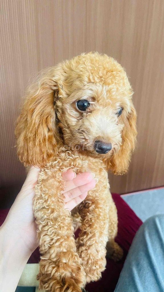 Chó Poodle 6 tháng tuổi Nâu vàng đã tiêm phòng. Mua bán Chó tại Thành phố Rạch Giá Kiên Giang được đăng bởi Đại hình 1