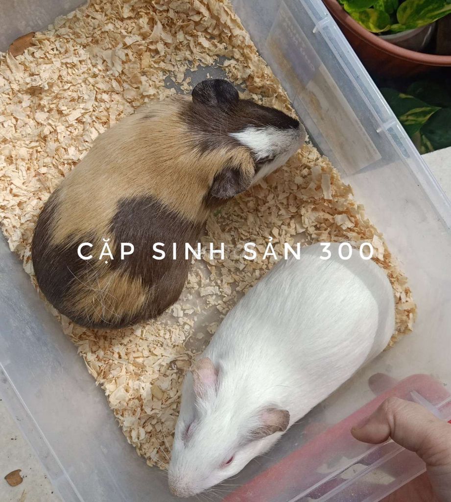 Bọ ú Nâu Trắng Cả hai. Mua bán Thú cưng khác tại Thị xã Tân Uyên Bình Dương được đăng bởi Ngọc Bằng hình 1