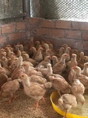 bán gà ta giống 1 tháng tuổi. Mua bán Gà tại Huyện Xuân Lộc Đồng Nai được đăng bởi Bán gà ta giống 