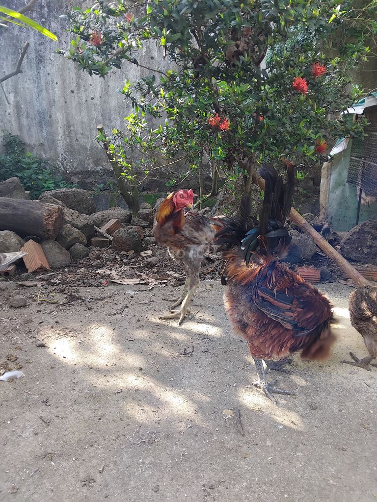 Gà chọi trống xám 3kg. Mua bán Gà tại Huyện Trảng Bom Đồng Nai được đăng bởi Tuấn hình 1