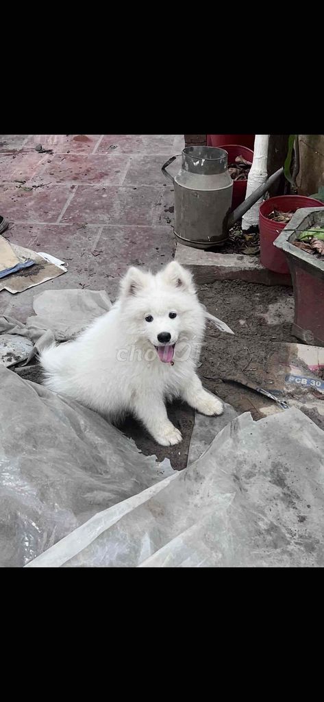 Chó Samoyed trắng đã tiêm. Mua bán Chó tại Quận Hoàng Mai Hà Nội được đăng bởi Ngân Kem hình 1