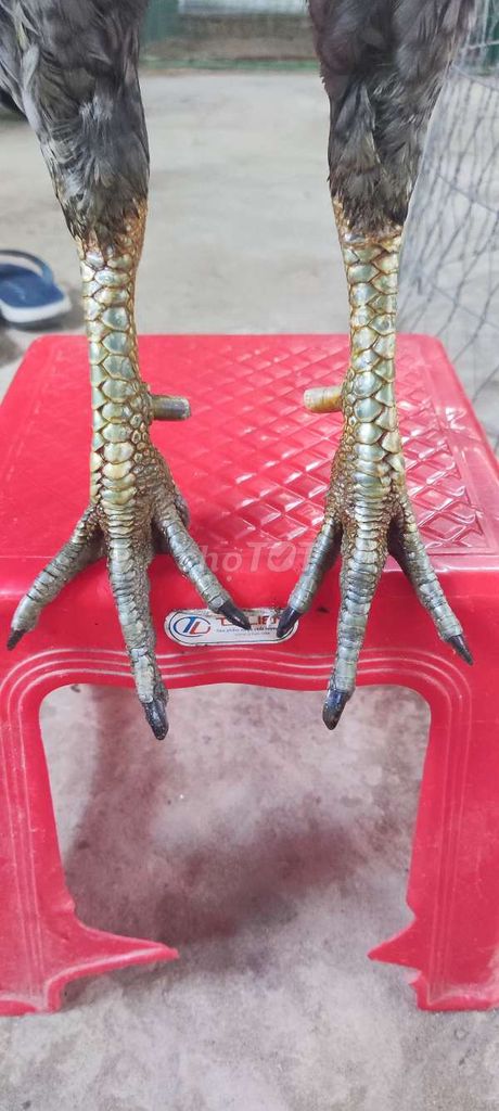 Xam chân xanh 3k3 hang cho ae choi liền