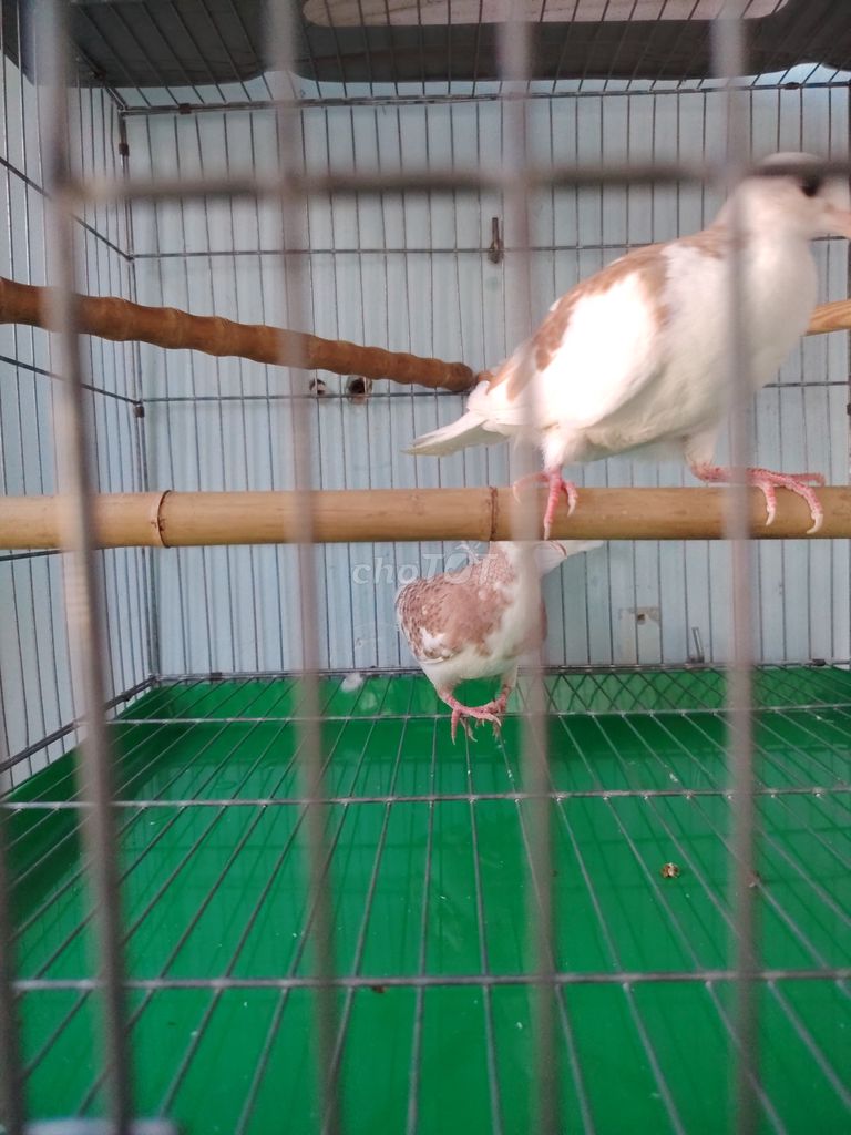 Chim Bồ câu Trắng Nâu Cặp trống mái. Mua bán Chim tại Thành phố Biên Hòa Đồng Nai được đăng bởi Nam Nhung Diep Ly hình 1