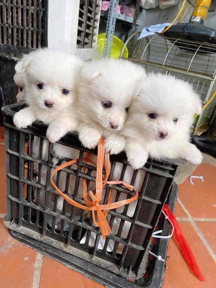 Chó Phốc Sóc nhật mini. Mua bán Chó tại Quận Bắc Từ Liêm Hà Nội được đăng bởi Quỳnh hình 1