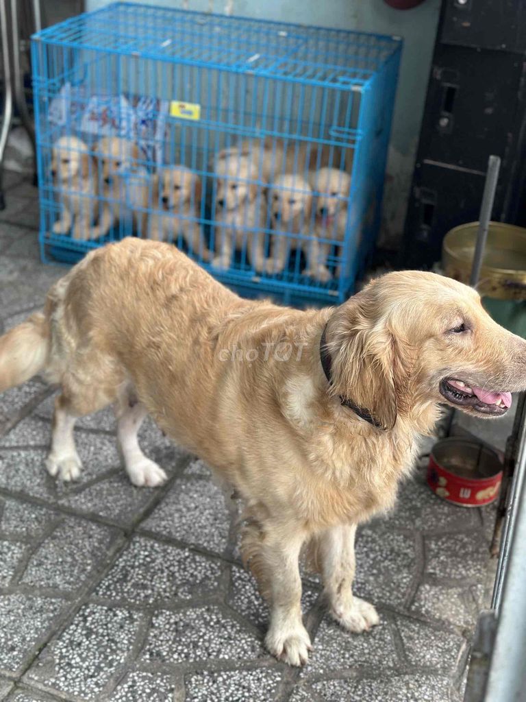 Golden Thuần chủng bố mẹ tại nhà. Mua bán Chó tại Thành phố Thủ Dầu Một Bình Dương được đăng bởi Tuyet Anh hình 5