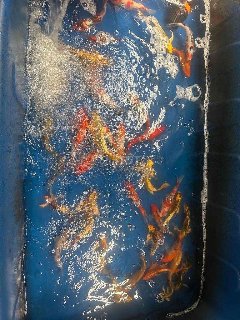 Cá Koi Đa sắc Đà Nẵng. Mua bán Thú cưng khác tại Quận Liên Chiểu Đà Nẵng được đăng bởi Trại cá KOI Hoàng Văn Thái hình 1