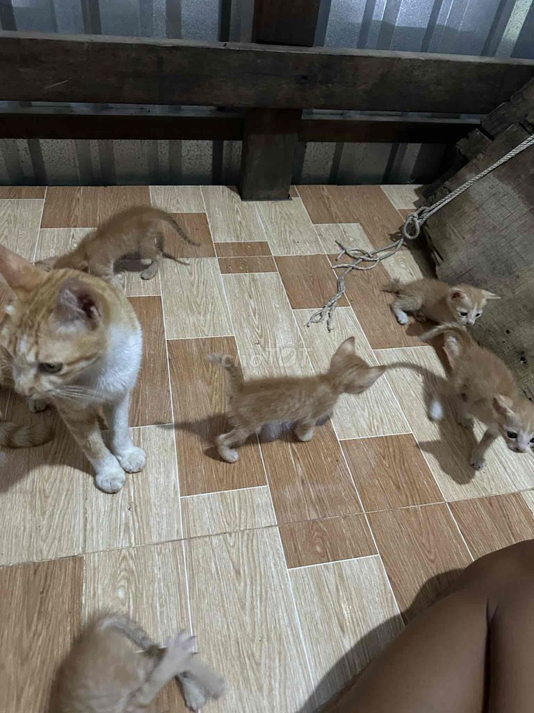 Mèo con Vàng cam. Mua bán Mèo tại Huyện Mỹ Xuyên Sóc Trăng được đăng bởi Hiếu hình 1