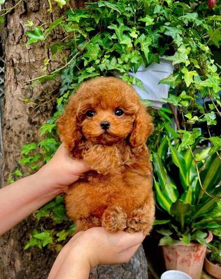 Chó Poodle Nâu đỏ Đực Cái Lông xoăn
