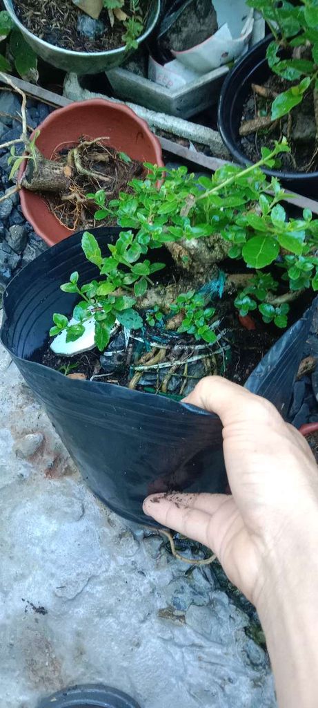 Cây cảnh Sam hương Mini. Mua bán Cây cảnh, đồ trang trí tại Quận 11 Tp Hồ Chí Minh được đăng bởi cây và Đá hình 1