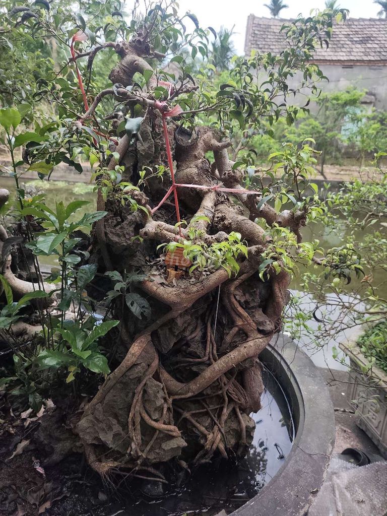 Cây cảnh 20 năm. Mua bán Cây cảnh, đồ trang trí tại Huyện Trực Ninh Nam Định được đăng bởi A Phong hình 1