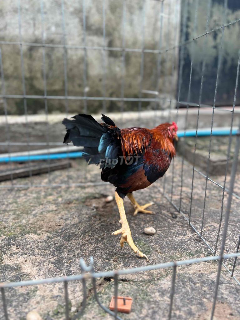 Trống tre tơ. Mua bán Gà tại Thị xã Tân Uyên Bình Dương được đăng bởi Huy hình 3