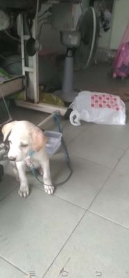 Bán chó Labrador, cái ,hai tháng rưỡi thuần  chủng