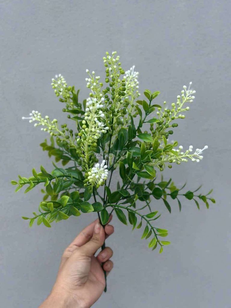 Kim Kê - Hoa Cỏ Trang Trí Nội Thất. Mua bán Cây cảnh, đồ trang trí tại Huyện Bình Chánh Tp Hồ Chí Minh được đăng bởi Bảo Ngọc hình 1