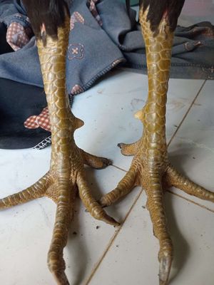 Anh em cần liên hệ. Mua bán Gà tại Huyện Chợ Mới An Giang được đăng bởi Tâm Xì