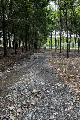 đất chính chủ