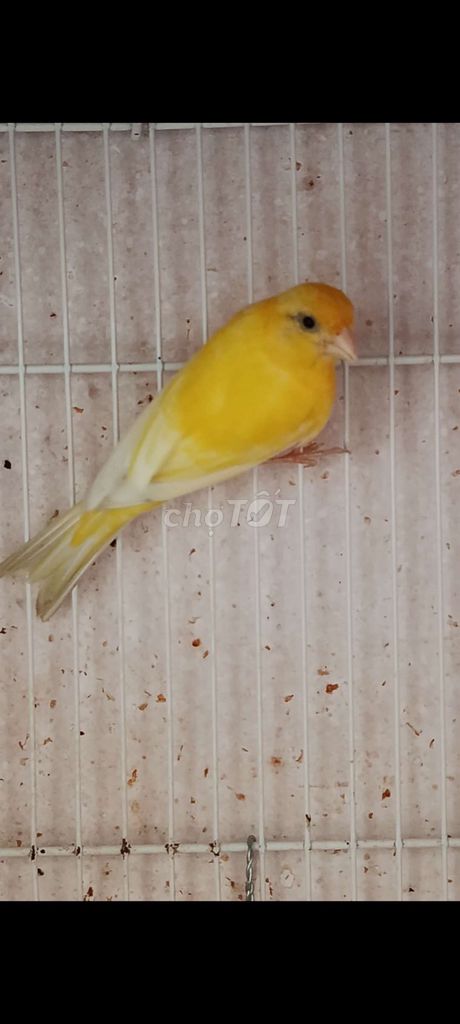 Chim Hoàng Yến Mái 8 tháng Vàng. Mua bán Chim tại Quận 12 Tp Hồ Chí Minh được đăng bởi Trâm Nguyên Hoang hình 1