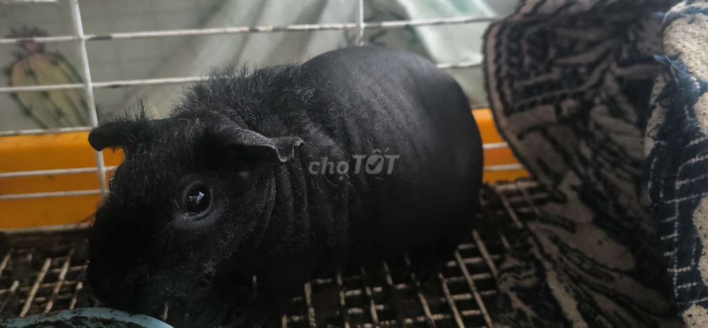 Chuột lang không lông Đen Đốm Cặp. Mua bán Thú cưng khác tại Quận 11 Tp Hồ Chí Minh được đăng bởi bọ ú chuột lang ame  hình 1