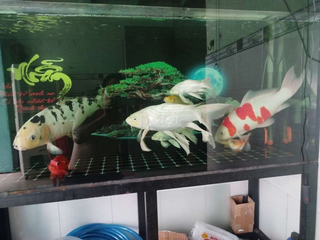 Cá Koi 45cm Đa dạng màu sắc. Mua bán Thú cưng khác tại Thành phố Thuận An Bình Dương được đăng bởi A Út hình 1
