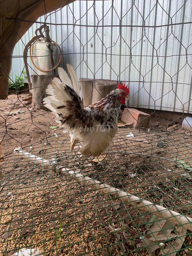 Gà trống Thái bông chân lùn đuôi ben gà tơ. Mua bán Gà tại Huyện Tháp Mười Đồng Tháp được đăng bởi An Gà Tre hình 1
