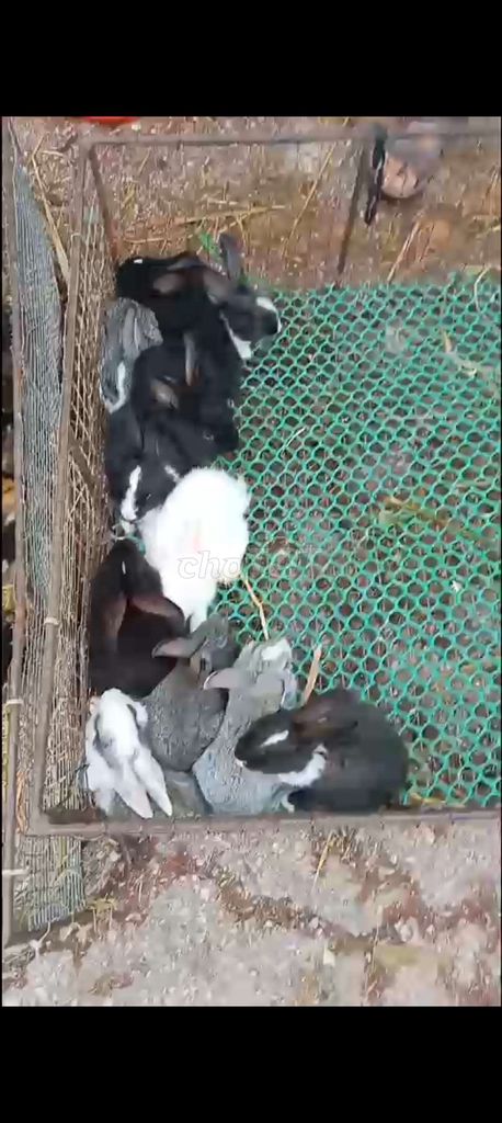 Thỏ Đen, trắng, xám. Mua bán Thú cưng khác tại Quận Long Biên Hà Nội được đăng bởi tổng kho gia dụng  hình 1
