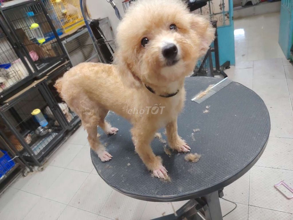 Bé poodle cái thuần chủng đang ra lông mới. Mua bán Chó tại Quận 8 Tp Hồ Chí Minh được đăng bởi khoai pet shop tp bến tre  hình 1