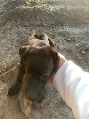 Chó mực Lai Phú Quốc cái đã sổ giun