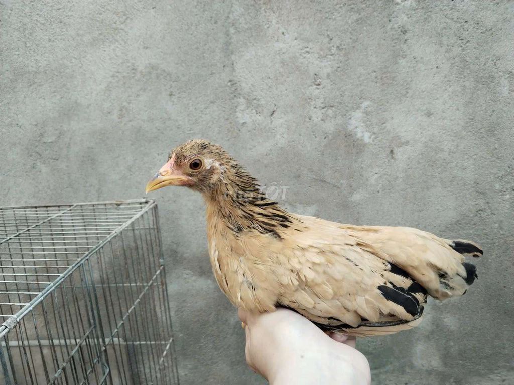 Gà mái tre bắc vàng mơ. Mua bán Gà tại Quận 12 Tp Hồ Chí Minh được đăng bởi Tâm hình 1