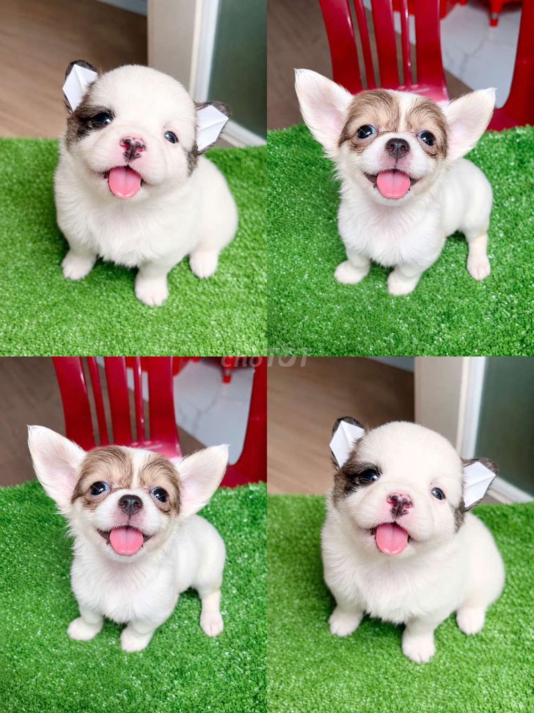 Chó chihou x phốc 500 gram. Mua bán Chó tại Quận Tân Phú Tp Hồ Chí Minh được đăng bởi Minh nguyễn  hình 1