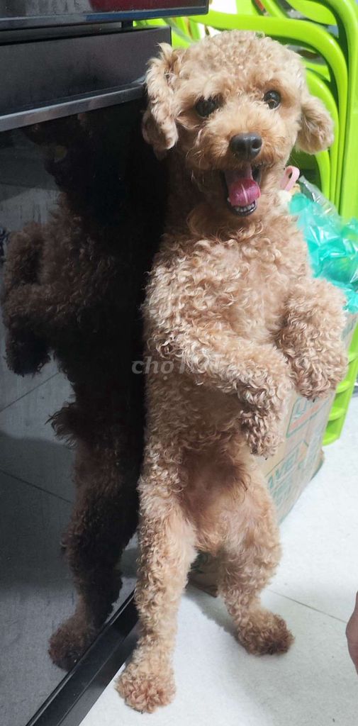Chó Poodle nâu vàng. Mua bán Chó tại Quận Tân Bình Tp Hồ Chí Minh được đăng bởi Nguyễn Chương hình 1