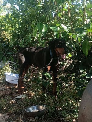 Chó doberman đực