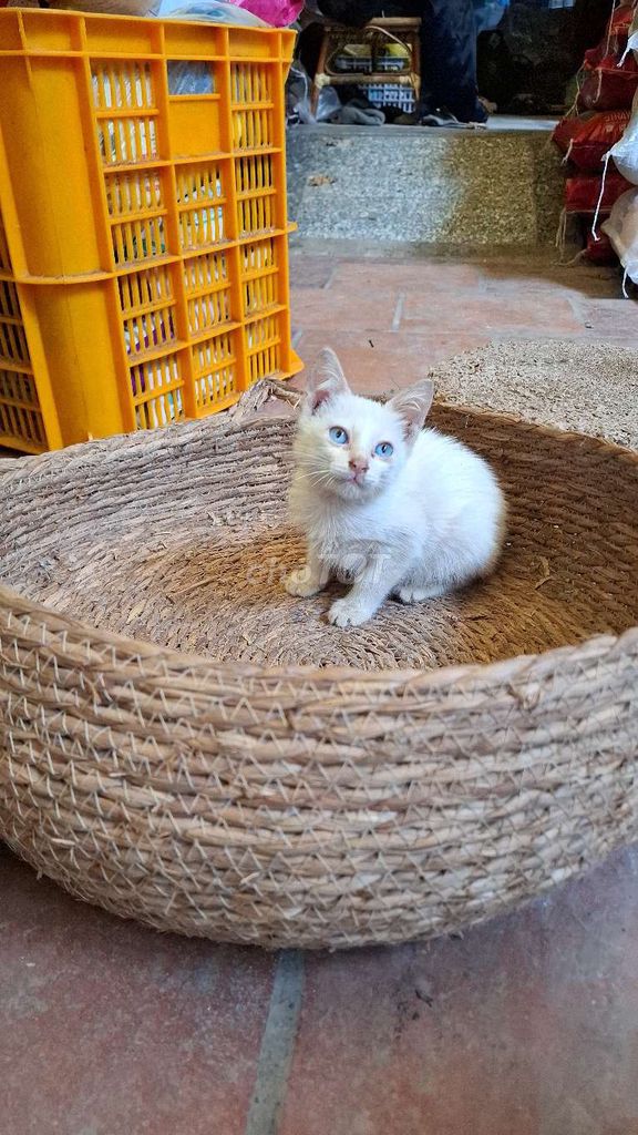 Mèo Ta lai nga mắt xanh. Mua bán Mèo tại Quận Hoàng Mai Hà Nội được đăng bởi Thu Sẽ Gầy hình 3