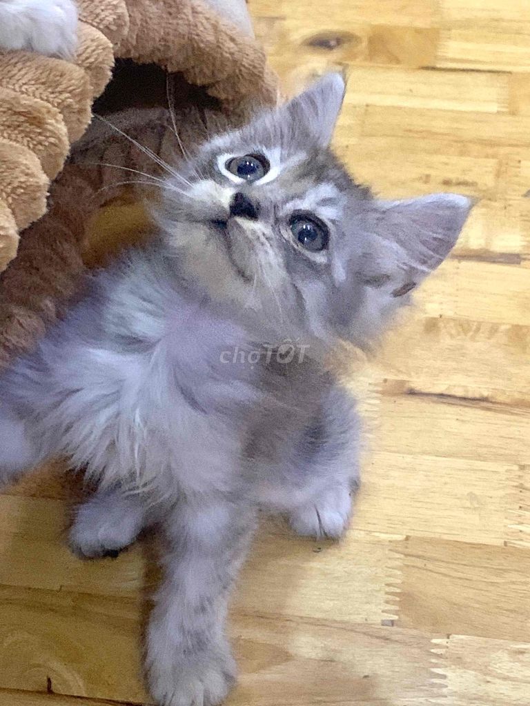 Mèo Anh lông ngắn 2 tháng Đa dạng. Mua bán Mèo tại Quận 4 Tp Hồ Chí Minh được đăng bởi Thảo hình 1