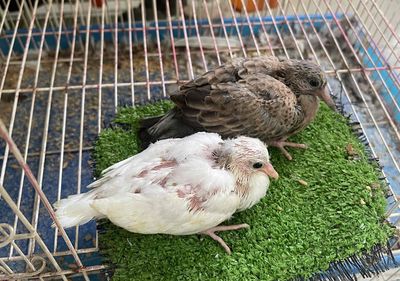 cu thái vrồng đút. Mua bán Chim tại Quận 10 Tp Hồ Chí Minh được đăng bởi Cu Gáy Thái 