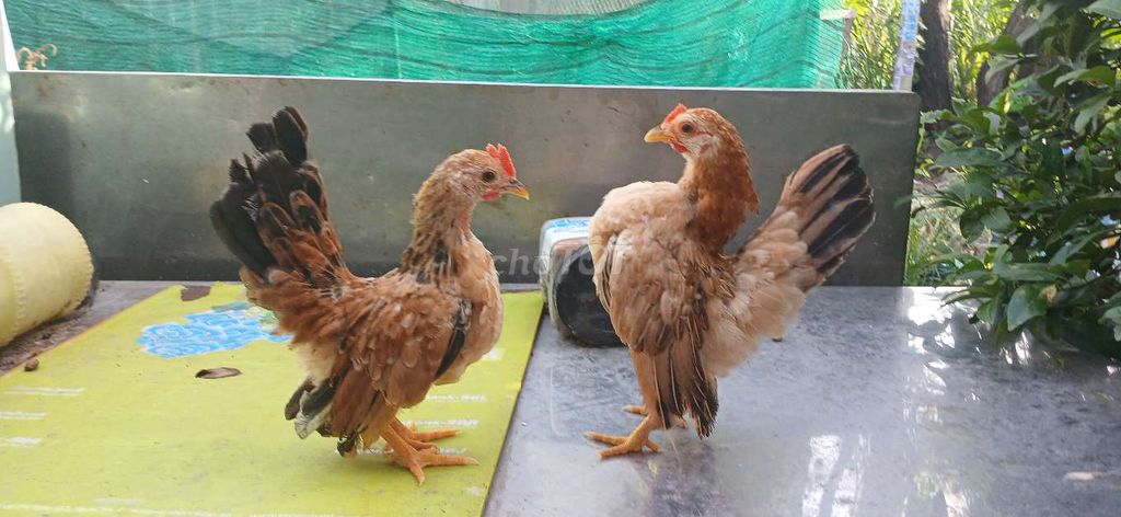 Gà Serama Vàng Trống mái 3.5 tháng khỏe mạnh. Mua bán Gà tại Quận 12 Tp Hồ Chí Minh được đăng bởi Nguyễn Tiến hình 1