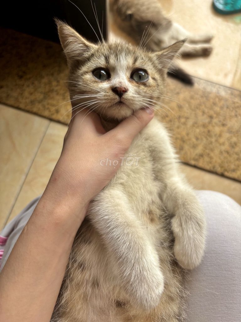 Mèo lai Anh lông dài (cái). Mua bán Mèo tại Quận Hoàn Kiếm Hà Nội được đăng bởi Tên chưa cung cấp hình 1